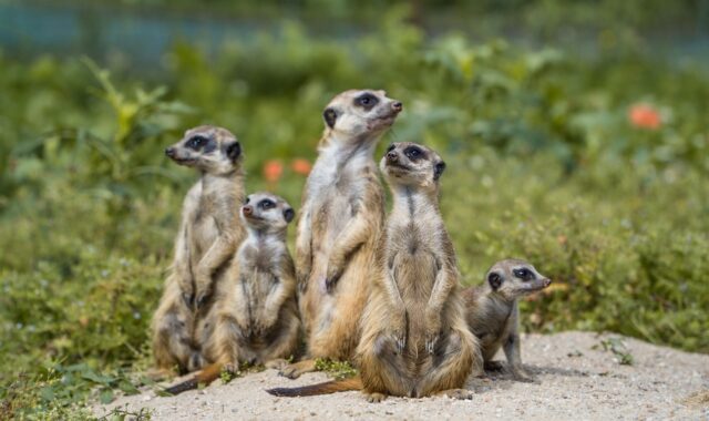 meerkat, herd, meerkats, group, rodents, surykatka, fauna, animals, mammal, nature, the guards, good, savanna, security guard, meerkat, meerkat, meerkat, meerkat, meerkat, meerkats, meerkats, meerkats, meerkats, savanna