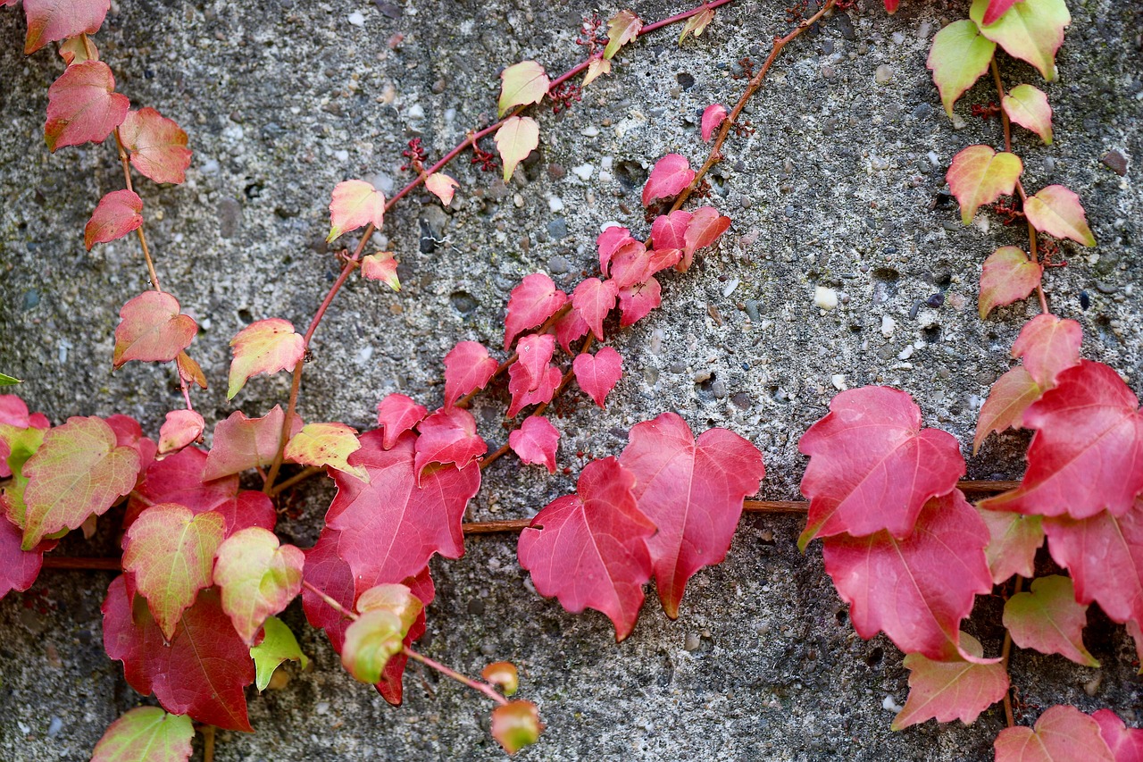 vine, wren, leaves, wild wine, parthenocissus, red leaves, fall, self-climbing, nature